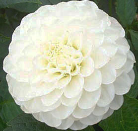 Dahlia ' WHITE ASTER '  (Min.D.)  Dobbies  UK  1879  National Dahlia Collection, Cornwall  (Mark Twyning)